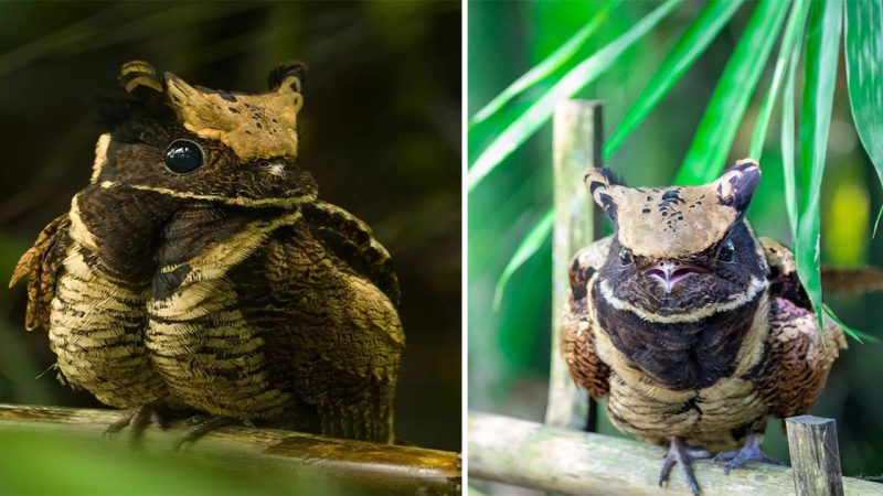This Fluffy Little Dragon Soars Through the Skies… But It’s Actually a Bird!