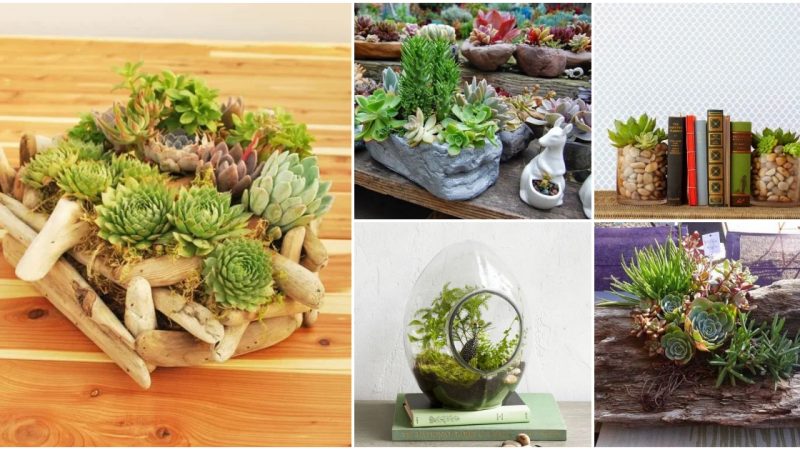 Explore a Collection of Creative Succulent Planter Designs on the Rise